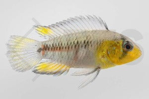Borellis Zwergbuntbarsch (Apistogramma borelli)