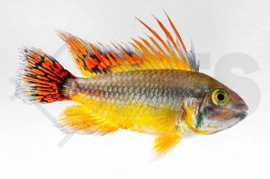 Kakadu-Zwergbuntbarsch "doppelrot" (Apistogramma cacatuoides)