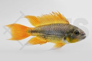 Kakadu-Zwergbuntbarsch "orange" (Apistogramma cacatuoides)