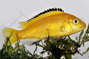 Gelber Labidochromis "Yellow" (Labidochromis caeruleus)
