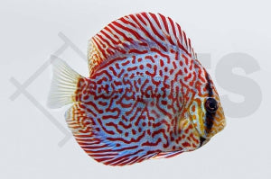 Diskus "Rot-Türkis" (Symphysodon aequifasciatus)