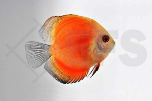 Diskus "red melon" (Symphysodon aequifasciatus)