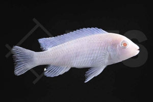 Eisblauer Maulbrüter "snow white" (Chindongo socolofi)