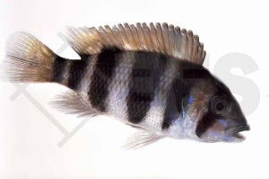 Tanganjika-Beulenkopf "Blau" (Cyphotilapia frontosa)
