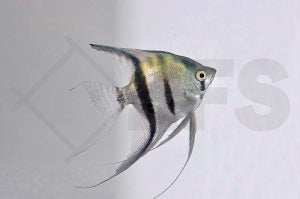 Skalar "blau" (Pterophyllum scalare)
