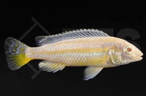 Türkisgoldbarsch "albino" (Melanochromis auratu)