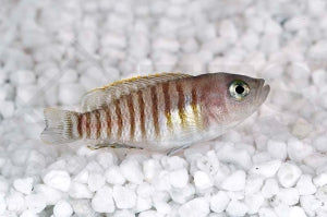 Gestreifter Schneckenbuntbarsch (Neolamprologus multifasciatus)
