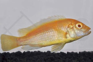 Gelber Labidochromis "Yellow - albino" (Labidochromis caeruleus)