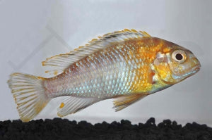 Maylands Malawibarsch "gold" (Maylandia hajomaylandi)