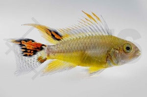 Kakadu-Zwergbuntbarsch "gold" (Apistogramma cacatuoides)