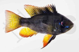 Schmetterlingsbuntbarsch "schwarz" (Mikrogeophagus ramirezi)