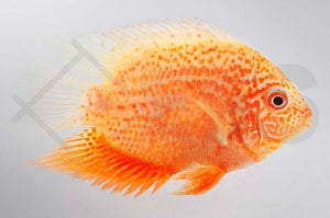 Augenfleckbuntbarsch "Red spotted" (Heros severus)