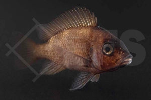 Tanganjika-Beulenkopf "Braun" (Cyphotilapia frontosa)