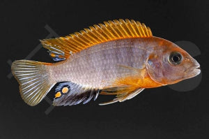 Roter Hongi Labidochromis "Red Top Sweden" (Labidochromis hongi)