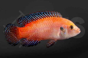 Roter Turkana-Buntbarsch (Hemichromis exsul)