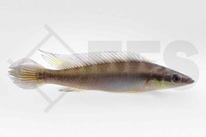 Regans Zwerghechtbuntbarsch "Rio Tapajos" (Crenicichla regani)