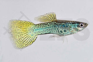 Guppy männlich "cobra grün" (Poecilia reticulata)
