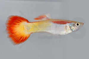 Guppy männlich "flame" (Poecilia reticulata)