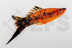 Schwertträger "Berlin" (Xiphophorus helleri)