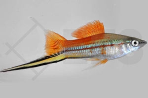 Schwertträger "grün" (Xiphophorus helleri)