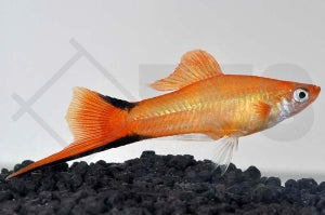Komet-Schwertträger "orange" (Xiphophorus helleri)