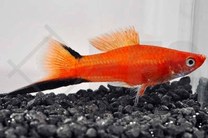 Komet-Schwertträger "rot" (Xiphophorus helleri)