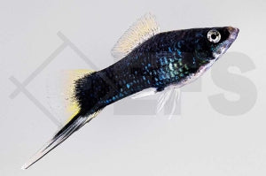Schwertträger "schwarz" (Xiphophorus helleri)