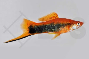 Schwertträger "tuxedo rot" (Xiphophorus helleri)
