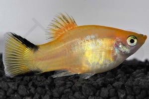 Komet-Platy "gelb" (Xiphophorus maculatus)