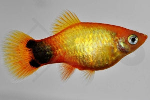 Mondplaty "gold" (Xiphophorus maculatus)