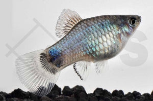Platy "blau" (Xiphophorus maculatus)