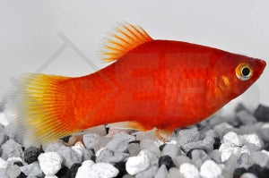 Platy "rot" (Xiphophorus maculatus)