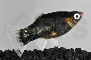 Platy "schwarz" (Xiphophorus maculatus)