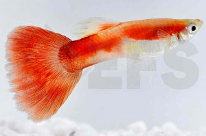 Guppy männlich "blond rot" (Poecilia reticulata)