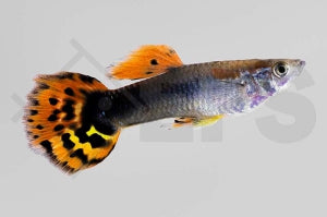 Guppy männlich "dragon head tuxedo" (Poecilia reticulata)