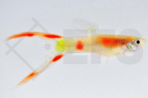 Guppy männlich "Gabelschwanz neon" (Poecilia reticulata)