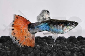Guppy männlich "neonpastel" (Poecilia reticulata)