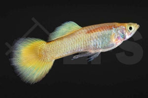 Guppy männlich "gold" (Poecilia reticulata)