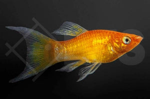 Goldpuder-Molly (Lyra Poecilia latipinna)