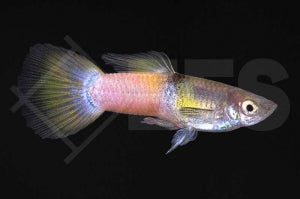 Guppy männlich "bumble bee" (Poecilia reticulata)