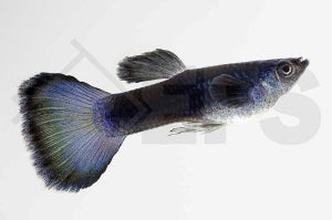 Guppy männlich "moskau-blau" (Poecilia reticulata)