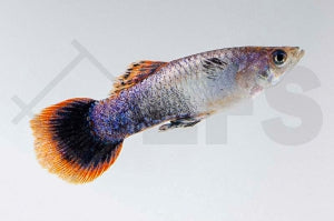 Guppy männlich "lila" (Poecilia reticulata)
