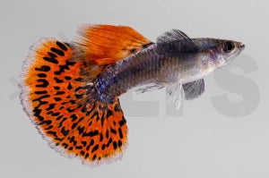 Guppy männlich "Dumbo Ear" (Poecilia reticulata)