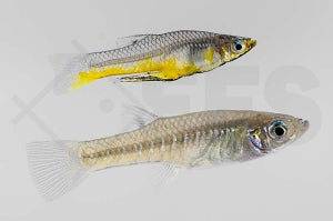 Metallkärpfling "gold" (Girardinus metallicus)
