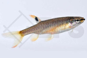 Spritzsalmler (Copella arnoldi)