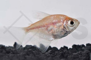 Trauermantelsalmler "gold" (Gymnocorymbus ternetzi)