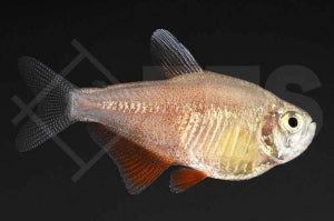 Roter von Rio "orange" (Hyphessobrycon flammeus)
