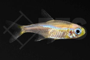 Neonsalmler "gold" (Paracheirodon innesi)