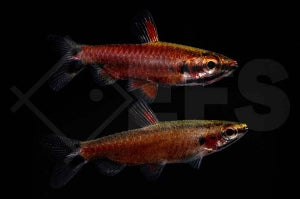 Cenepa Zwergziersalmler (Nannostomus spec. "Cenepa")