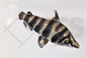 Brachsensalmler (Abramites hypselonotus)